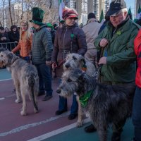 день святого Патрика. Москва 2015. Сокольники. :: Лариса *