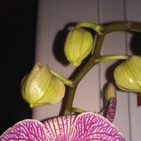Орхидея :: Яна Михайловна