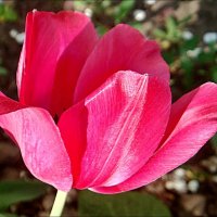 Тюльпан, как розовое солнце... :: Нина Корешкова