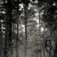 LOST_FOREST :: Артем Плескацевич