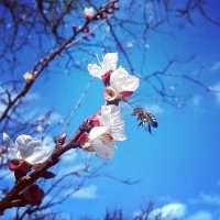 Весна постепенно набирает обороты ) :: Bluzhinova 