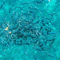 Рыбы и море :: EDO Бабурин