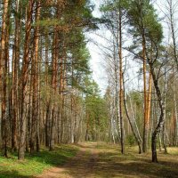 В весеннем лесу :: Милешкин Владимир Алексеевич 