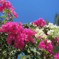 цветы Египта :: татьяна 