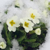 цветы под снегом :: валя 