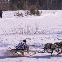 Гонки на оленях. :: Анатолий Бахтин