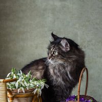 Весенний кот :: Ирина Приходько