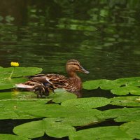 *** :: Виталий Виницкий