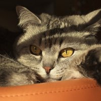 Толстый,ленивый,котик любимый! :: Вера Ведерникова