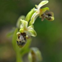 04.04.15 Ophrys umbilicata – Офрис Динсмора, предположительно :: Борис Ржевский