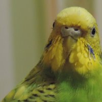 И-и-и зеленый попугай) :: Вика Гонтарева