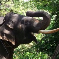 Добродушный, ласковый, огромный слон! :: Svetlana Svet