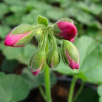 Pelargonium Calliope Lavender Rose :: laana laadas