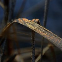 Не счесть алмазов....... :: Валерия  Полещикова 