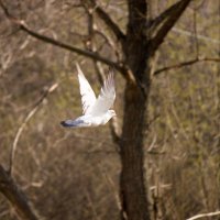 летящая птица :: Nyuta H