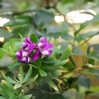 Истод миртолистный (Polygala myrtifolia L.). Семейство Истодовые (Polygalaceae) :: Елена Павлова (Смолова)