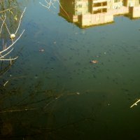 Маленькие рыбки в заброшенном пруду в черте города. :: Ольга Кривых