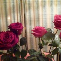 Розы :: Mary Коллар