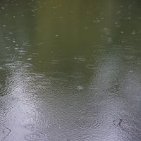 Весенний дождик. :: алекс дичанский