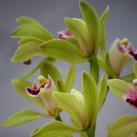 Орхидея цимбидиум :: Ирина Приходько