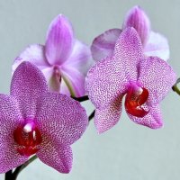 Орхидеи :: Сергей Сёмин