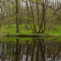 Весенний лес оживает... :: Ксения Довгопол