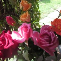 розы :: салазкин владимир 