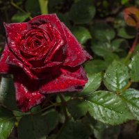Карамельная роза (розы) :: Stanislav Zanegin