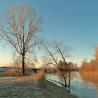 Тополь иву полюбил... :: Олег Дмитриев