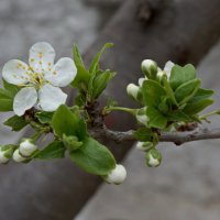 Яблони в цвету, какое чудо 1 :: Надежда 