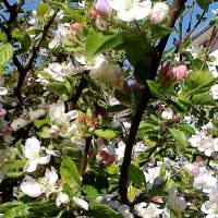 Яблони в цвету - весны творенье ! :: СветЛана D
