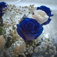 rose, be blue :: Marina S 