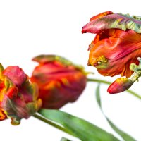 Тюльпаны. :: Igor Shoshin