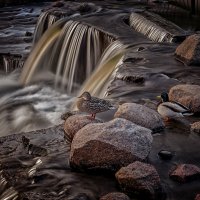 Утки. :: Александр Рамус