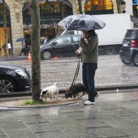 Дождь в Париже. :: Виктор Качалов