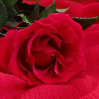 Красная роза- эмблема любви... :: Людмила Крюкова