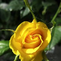Жёлтая роза .. :: laana laadas