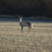 Олень :: Аллуся Сеник