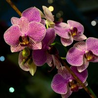 Орхидея :: Ирина Н
