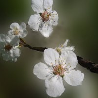 цветок вишни :: георгий петькун