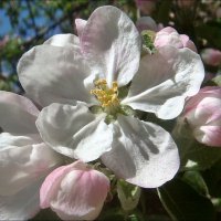 Я обожаю яблони в цвету!.. :: Нина Корешкова