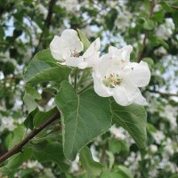 Яблони в цвету :: Natali 