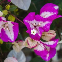 Бугенвиллия (Bougainvillea) :: Elena Izotova