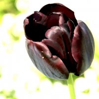 Чёрный тюльпан :: Alexander Andronik