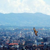 птицы Непала :: Елена Познокос