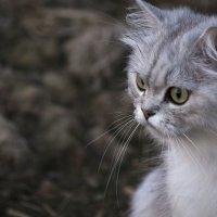 Кошка :: Анна Чивикова