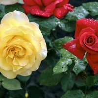 "...Желтая роза-эмблема печали, красная роза-эмблема  любви.." :: Александр Рейтер