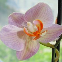 Орхидея на балконе :: Ростислав 