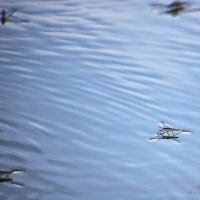 Водомерки :: Инна Голубицкая