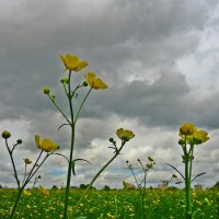 Полевые цветы на зелёном лугу... :: Galina Dzubina